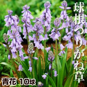 国華園 球根つりがね草 青花 10球 シラー カ...の商品画像