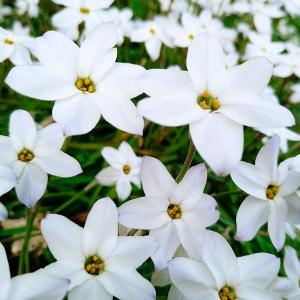 国華園 ハナニラ 球根 ホワイトスター 10球 白花 アイフェイオン ハナニラの球根 秋植え球根