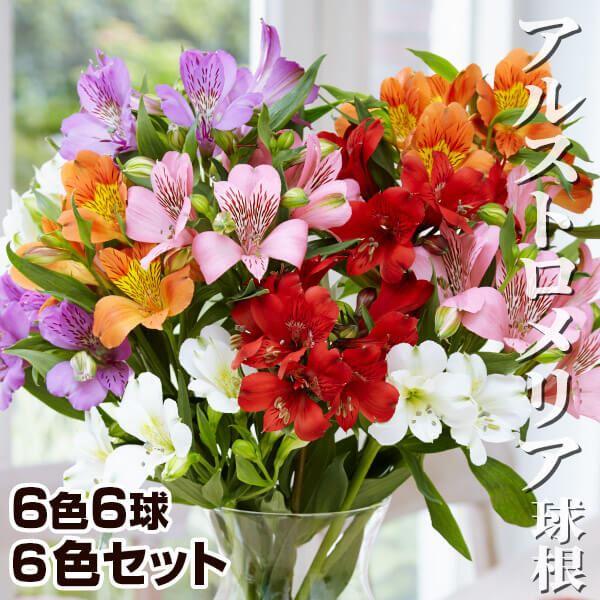 国華園 アルストロメリア 球根 6色セット 6色6球(各1球) アルストロメリアの球根 秋植え球根
