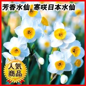 水仙 球根 芳香水仙 寒咲日本水仙 20球 スイセンの球根 秋植え球根 送料込み
