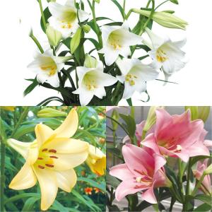 国華園 ユリ 球根 鉄砲ユリ 切花向き鉄砲ユリセット 3種24球 百合球根 ユリの球根 テッポウユリ