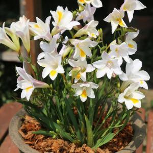 国華園 [メール便配送] 秋植え球根 フリージア ムイリー 3球