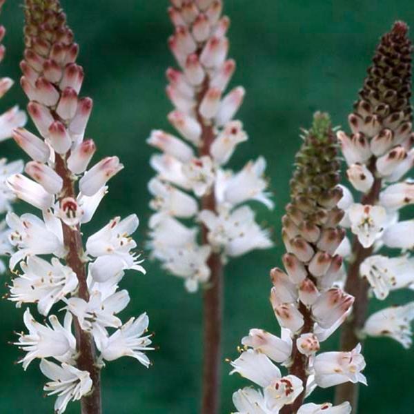 ラケナリア 球根 コンタミナータ 3球 ラケナリアの球根 秋植え球根 [メール便配送]