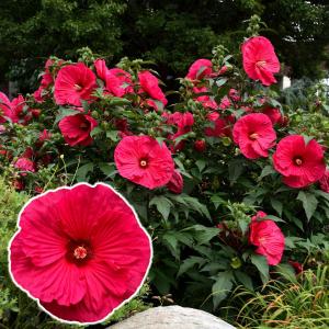 国華園 花苗 ハイビスカス サマリフィック ルビーパラソル 1株 / 花の苗 PW ペレニアル 多年草 宿根草 ハイブリッドハイビスカス 耐寒性 耐暑性 花の苗