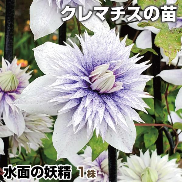 花苗 クレマチス 水面の妖精 1株