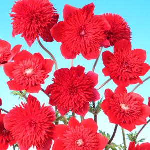 花苗 アネモネ 吹き詰め咲きアネモネ 2株 : 花と緑 国華園 - 通販