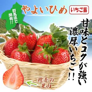 国華園 いちご苗 やよいひめ 3株 / 家庭菜...の詳細画像1