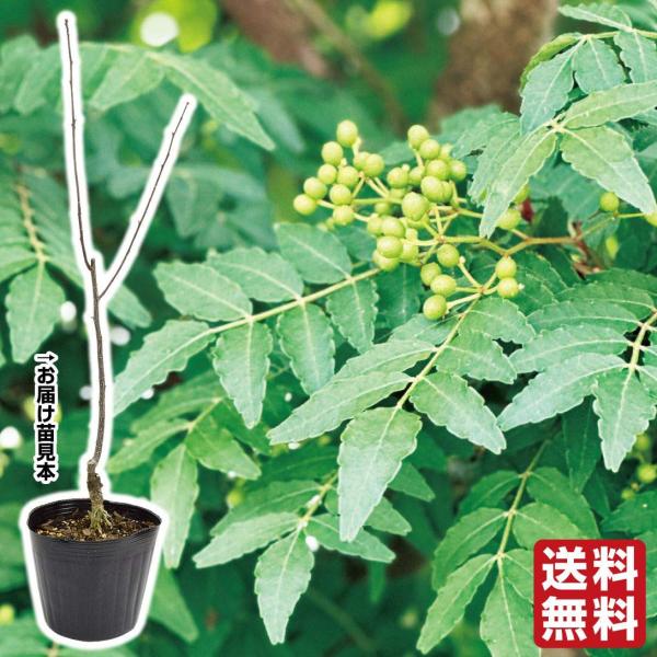 有用植物 山椒苗 朝倉実サンショウ 1株 送料無料 / 山椒の苗 サンショウの苗 家庭菜園 家庭栽培...