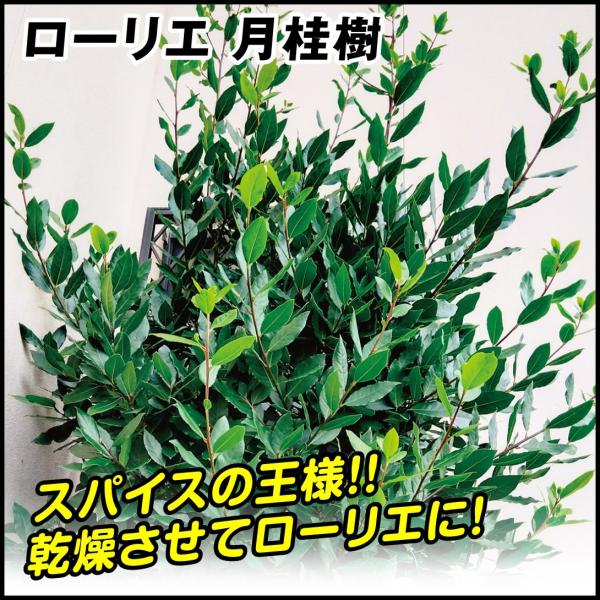 有用植物苗 月桂樹  2株 / 家庭菜園 げっけいじゅ げっけい 食用苗 ローリエの苗 月桂樹の苗 ...