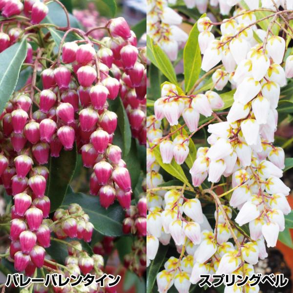 苗 苗木 アセビセット 2種2株 / バレーバレンタイン スプリングベル / アセビの苗 アセビ苗 ...