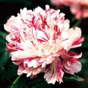 芍薬 シャクヤク 7号 ホワイトピーチ｜草花10-TU : 赤塚植物園ヤフー店