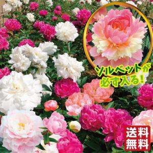 芍薬 苗 おまかせシャクヤクセット(品種見計らい・名称付き) 4種4株