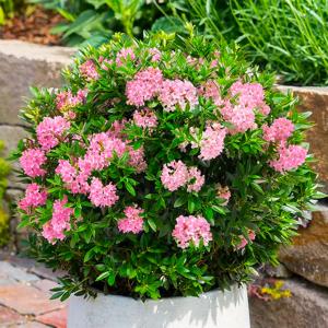 世界一重い木 リグナムバイダ（リグナムバイタ） 2号ポット苗 実生