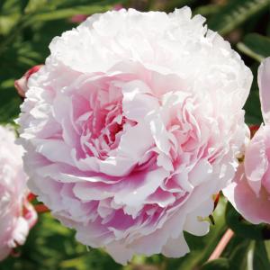 芍薬苗　リヨウスイ リョウスイ 様専用 芍薬苗 - メルカリ