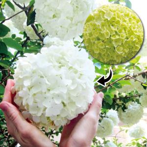 ヒペリカム 苗 苗木 マジカルピンク外 1株 / ヒペリカム苗 ヒペリカム