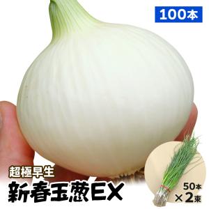 国華園 玉ねぎ苗（超極早生）新春玉葱EX 100本 抜き苗 なえ タマネギ 玉葱