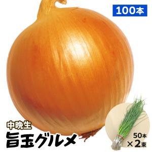 国華園 玉ねぎ苗 （中晩生） 旨玉グルメ 100本 抜き苗 貯蔵系 なえ タマネギ 玉葱