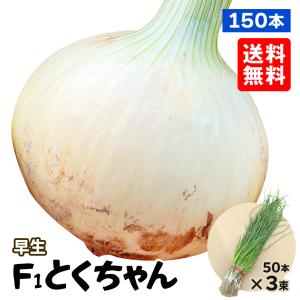 国華園 玉ねぎ苗（早生）F1とくちゃん 150本 送料無料