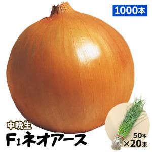 玉ねぎ苗（中晩生）F1ネオアース 1000本  貯蔵系 たまねぎ 玉葱 たまねぎの苗 野菜苗 なえ 国華園
