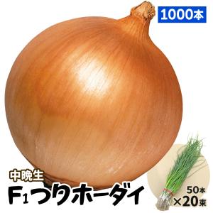 玉ねぎ苗（中晩生）F１つりホーダイ 1000本  貯蔵系 たまねぎ 玉葱 たまねぎの苗 野菜苗 なえ 国華園