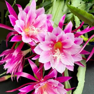 クジャクサボテン 'Fruhlings Gold' 10．5cm pot : UMBER KELP