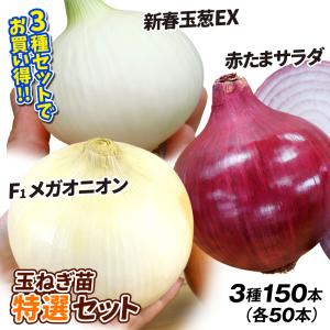 玉ねぎ苗 玉葱苗特選セット 3種150本（各50本×3） 送料無料 set おすすめ 玉葱 たまねぎの 苗 野菜苗 なえ 国華園