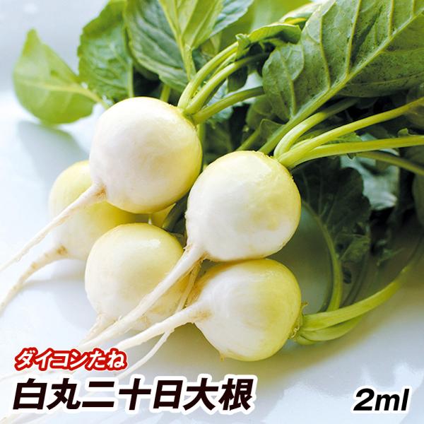 種 野菜たね ダイコン 白丸二十日大根 1袋（2ml） はつかだいこん 大根 野菜の種 国華園