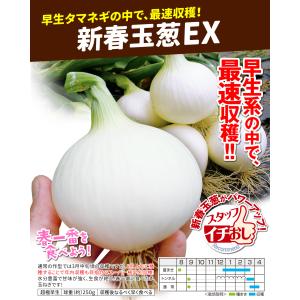 国華園 種 野菜たね タマネギ (超極早生)新...の詳細画像2