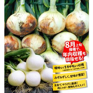 国華園 種 野菜たね タマネギ (超極早生)新...の詳細画像3