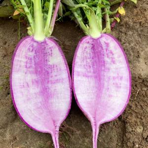 国華園 種 野菜たね ダイコン F1藤くるり ...の詳細画像4