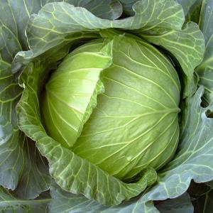 国華園 種 野菜たね キャベツ F1おかわり 1袋（1ml） 甘藍 やさいの種 爆買