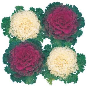 国華園 種 花たね 葉牡丹 縮緬葉牡丹混合 1袋(150mg) / 花の種 通販 花種 はなたね ハボタン お正月飾り