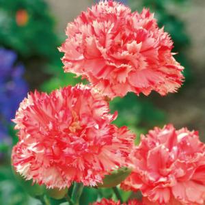 国華園 種 花たね カーネーション オレンジシャーベット 1袋(200mg) / 花の種 通販 花種 はなたね ダイアンサス 撫子 ナデシコ 母の日