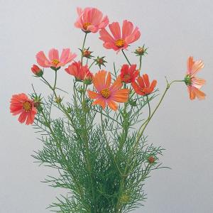 国華園 種 花たね コスモス オレンジキャンパス 1袋(20粒) / 花の種 通販 花種 はなたね 秋桜 秋の風物詩 育てやすい