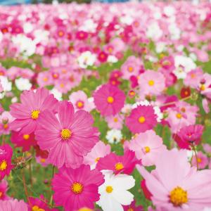 花種 花たね コスモスセット 4種4袋 : 花と緑 国華園 - 通販