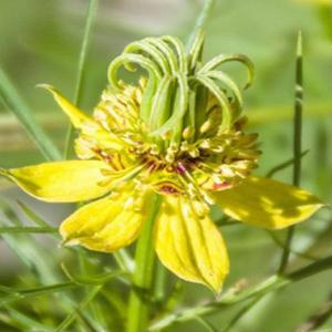 国華園 種 花たね ニゲラ トランスフォーマー 1袋(400mg) / 花の種 通販 花種 はなたね クロタネソウ 黒種草 糸状葉 ユニークな実 縞模様