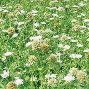 国華園 種 花たね スカビオサ ステラータ 1袋(500mg) / 花の種 通販 花種 はなたね 西洋松虫草 セイヨウマツムシソウ 西洋マツムシソウ