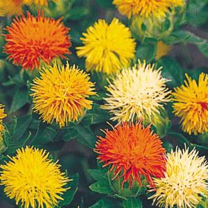 国華園 種 花たね 紅花混合 1袋(1000mg) / 花の種 通販 花種 はなたね ベニバナ