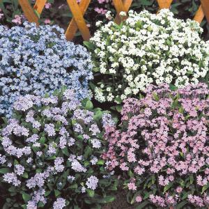 国華園 種 花たね わすれな草ミックス 1袋(100mg) / 花の種 通販 花種 はなたね 勿忘草 ワスレナグサ 忘れな草