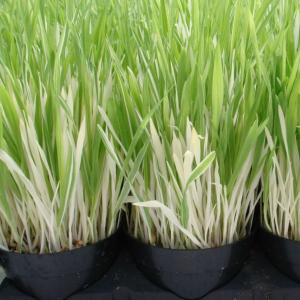 国華園 種 花たね ネコ草 バリエガータ 1袋(1000mg) / 花の種 通販 花種 はなたね ネコクサ 猫草