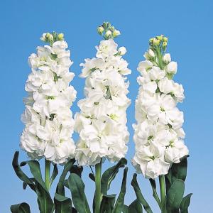 国華園 種 花たね ストック アイアン ホワイト...の商品画像