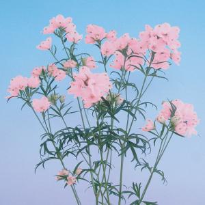 国華園 種 花たね デルフィニューム F1 ティエラピンク 1袋(20粒) / 花の種 通販 花種 はなたね デルフィニューム 大輪花