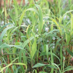 国華園 種 花たね レモングラス 1袋(30mg) / 花の種 通販 花種 はなたね 多年草 ハーブ 芳香性