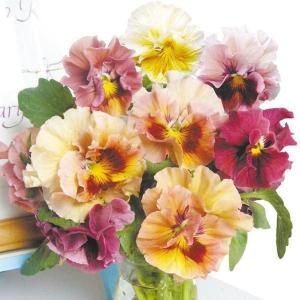 国華園 種 花たね パンジー キャンティミックス...の商品画像