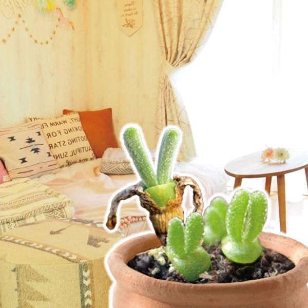 種 花たね 多肉植物 モニラリア モニリフォルミス 1袋(10粒) / 花の種 多肉植物の種 種子 ...