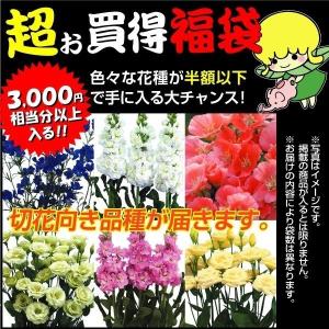 種 花たね 切花向き花たね福袋 15袋以上 1組