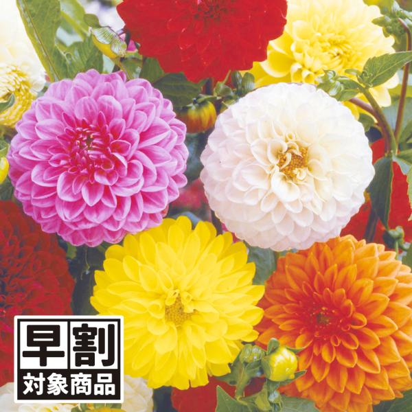 （早期予約販売たね）種 花たね ダリア ポンポン咲混合 1袋（300mg) 早割 /26年春発送【送...