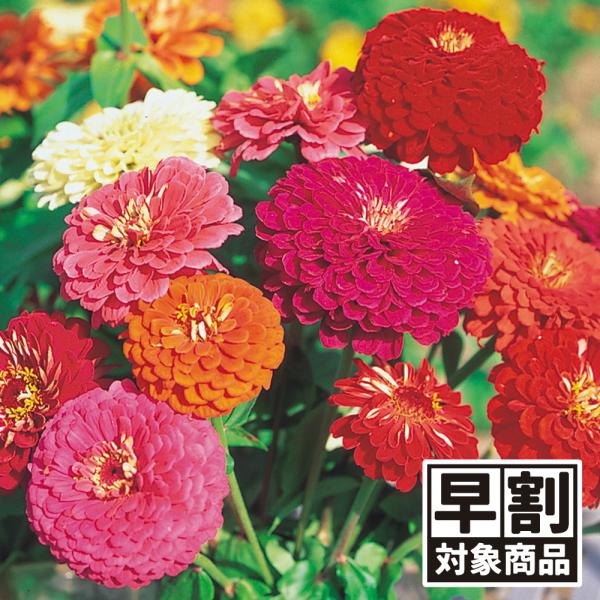 （早期予約販売たね）種 花たね 百日草 ダリア咲百日草混合 1袋(1000mg) 早割 /26年春発...