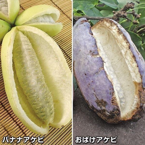 国華園 果樹苗 アケビセット 2種2株