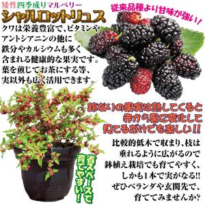 国華園 果樹苗 クワ シャルロットリュス (原...の詳細画像1